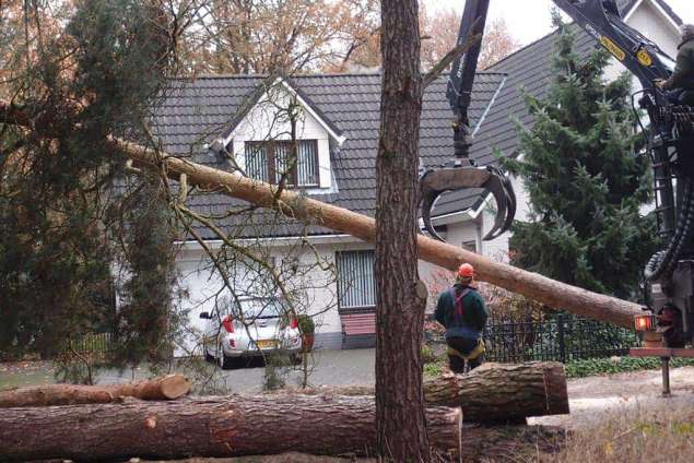 Rooien van bomen in Goirle